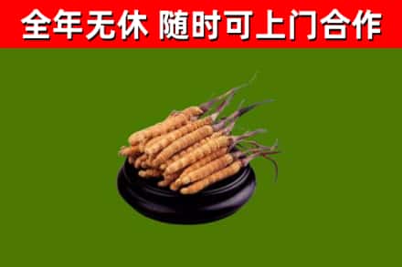 张掖回收散虫草